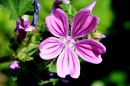 Malve - Malva sylvestris * 2114 x 1409 * (496KB)